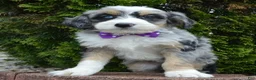 Mini Bernedoodle dogs for sale: Bailey - Ad 16