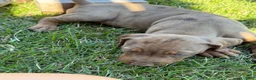 Catahoula Leopard Dog dogs for sale: Cledus - Ad 3