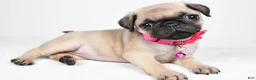 Pug dogs for sale: Angie - Ad 1