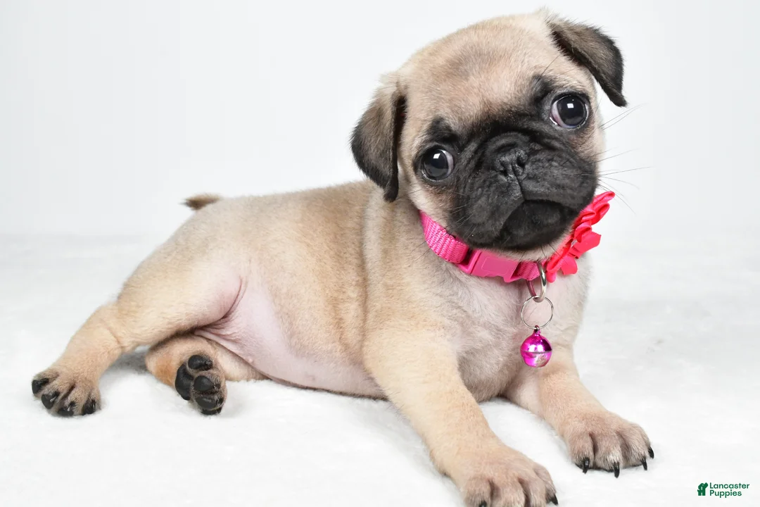 Pug dogs for sale: Angie - Ad 1