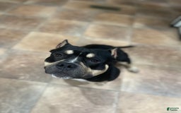 American Bully dogs for stud: Micro American Bully Stud - Image 1