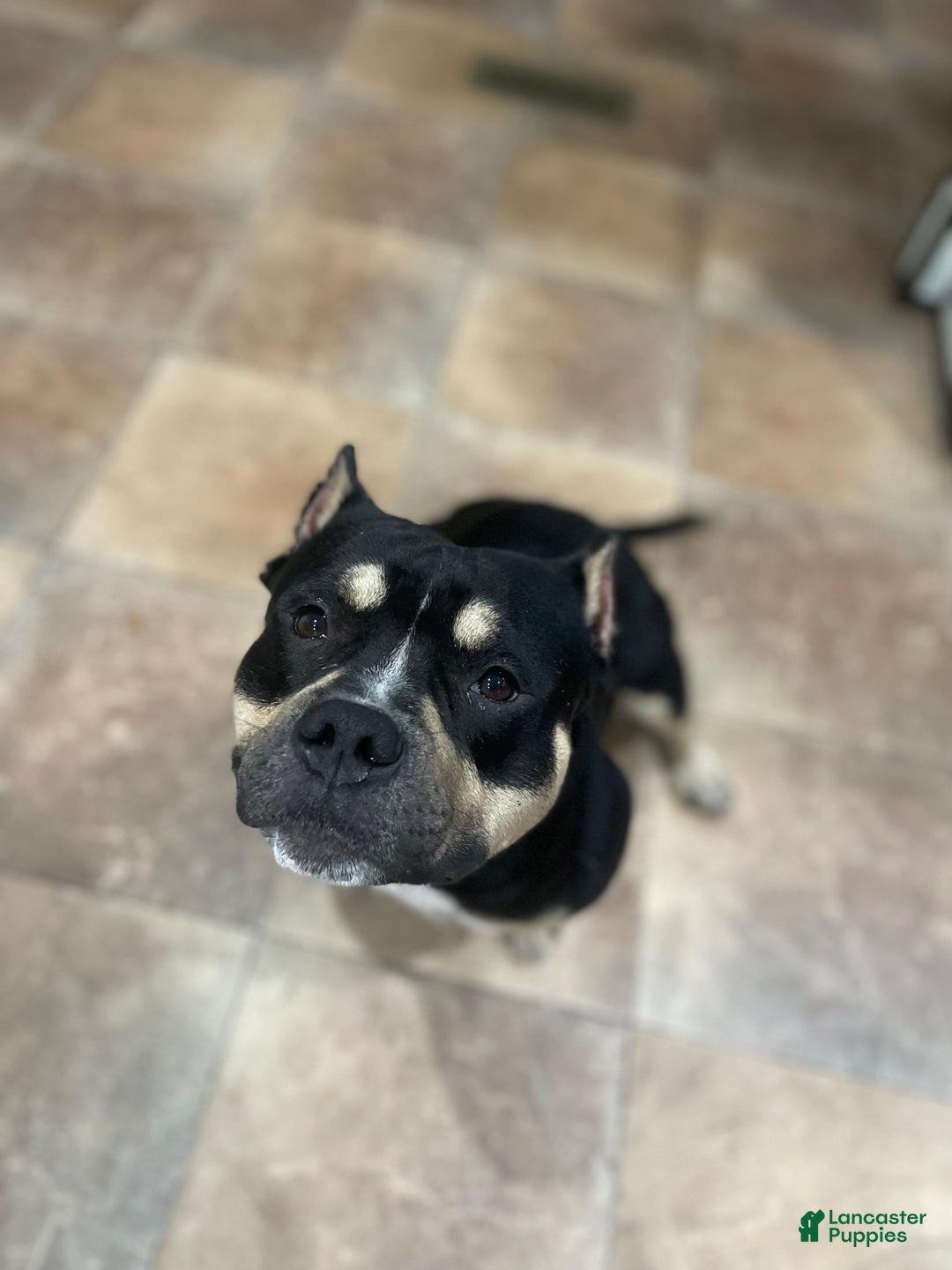 American Bully dogs for stud: Micro American Bully Stud - Image 1