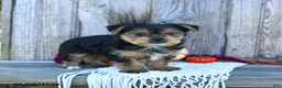 Yorkshire Terrier dogs for sale: Simon - Ad 3