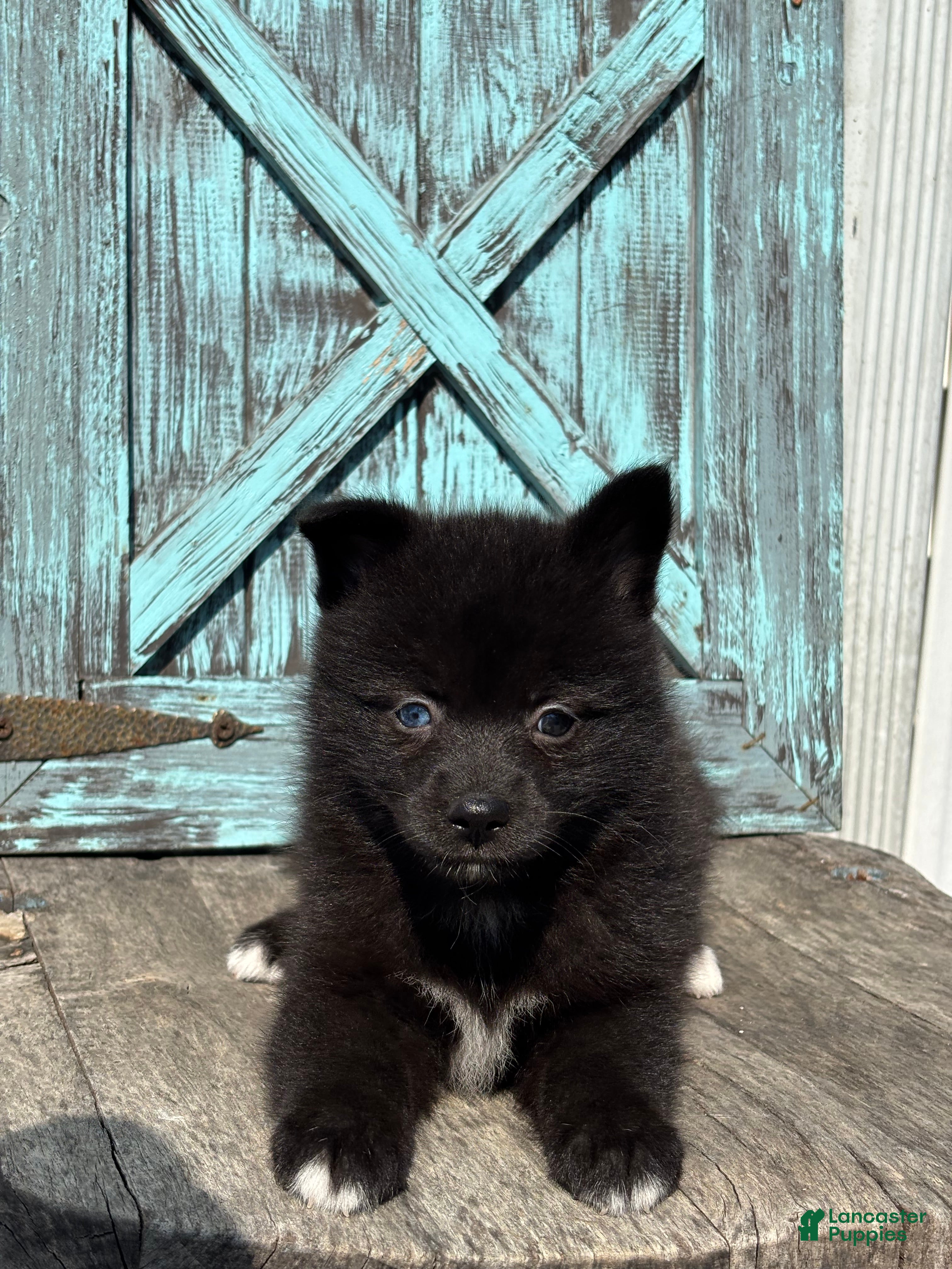 Pomsky dogs Gilbert - Ad 2