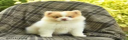 Pomeranian dogs for sale: Sailor  - Ad 2