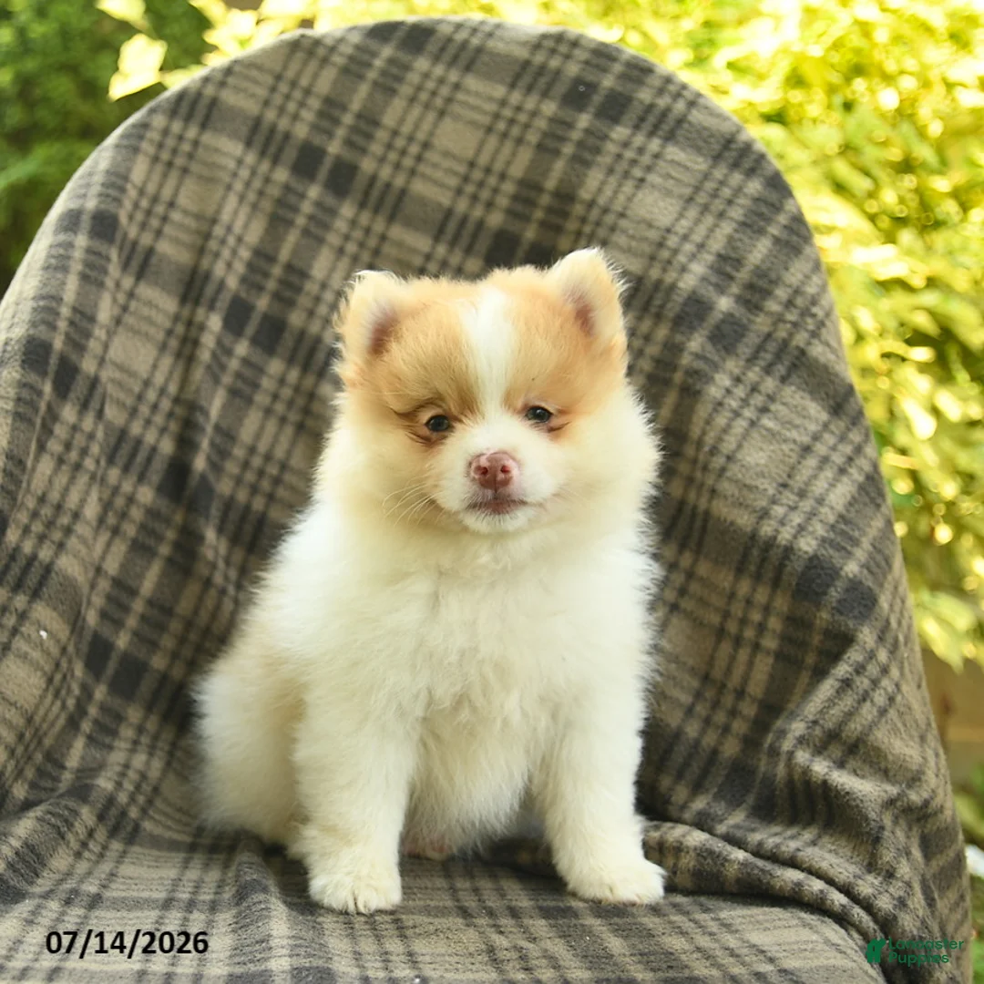 Pomeranian dogs for sale: Sailor  - Ad 2