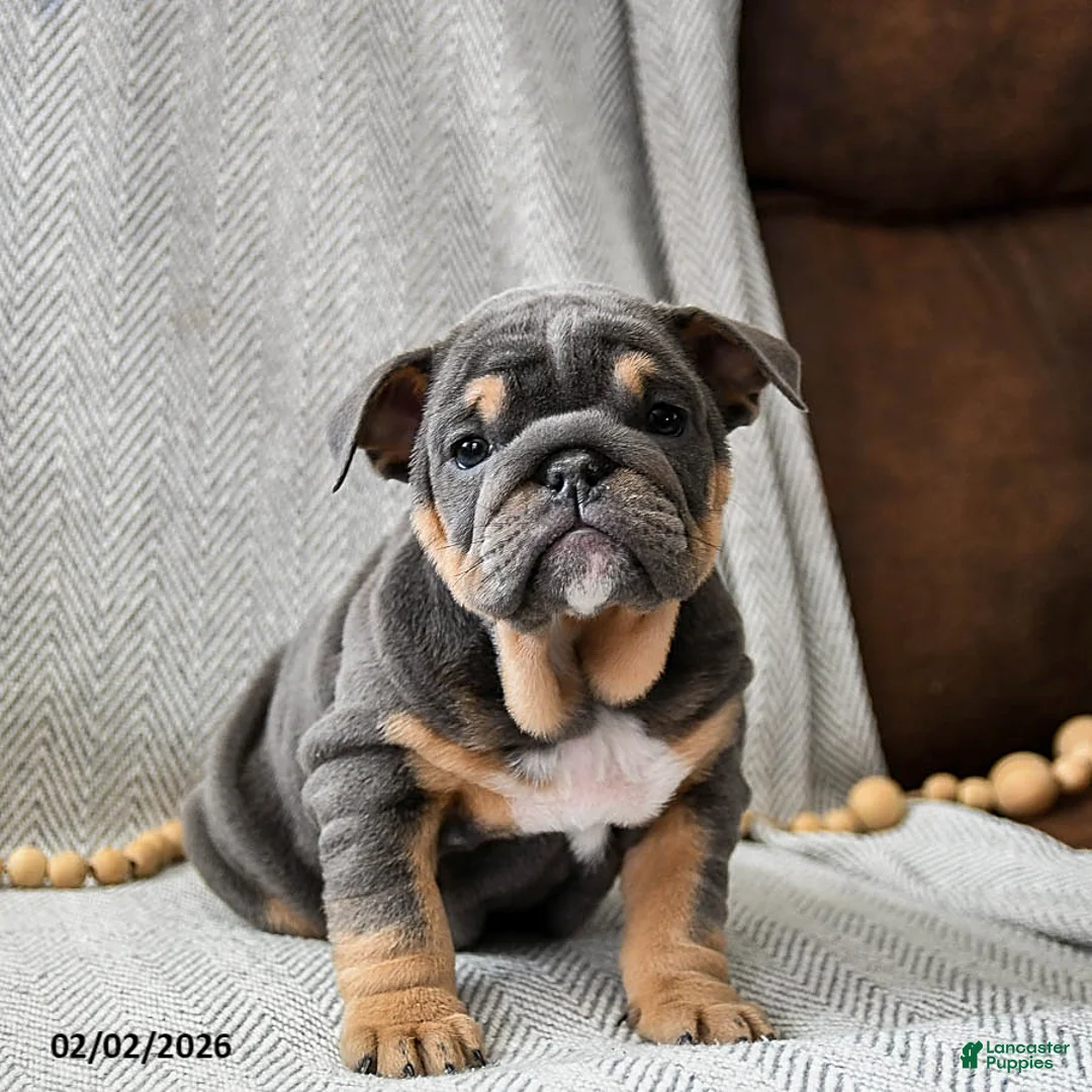 English Bulldog dogs for sale: Cookie Dough - Ad 3