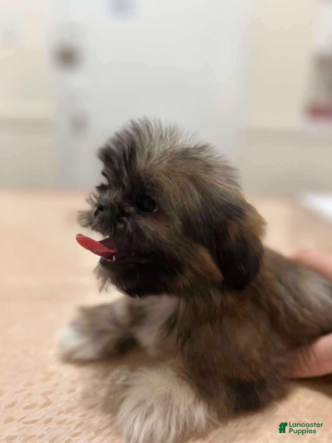 Shih Tzu dogs for sale: Jello - Ad 1
