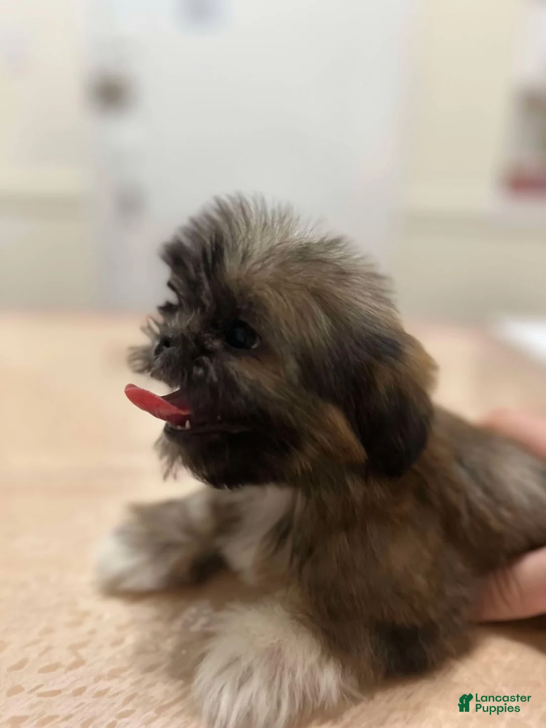 Shih Tzu dogs for sale: Jello - Ad 1