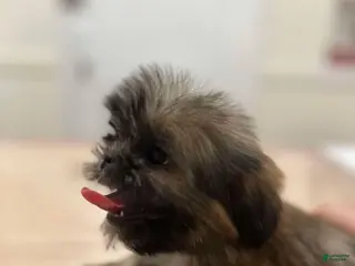 Shih Tzu dogs Jello - Ad 18