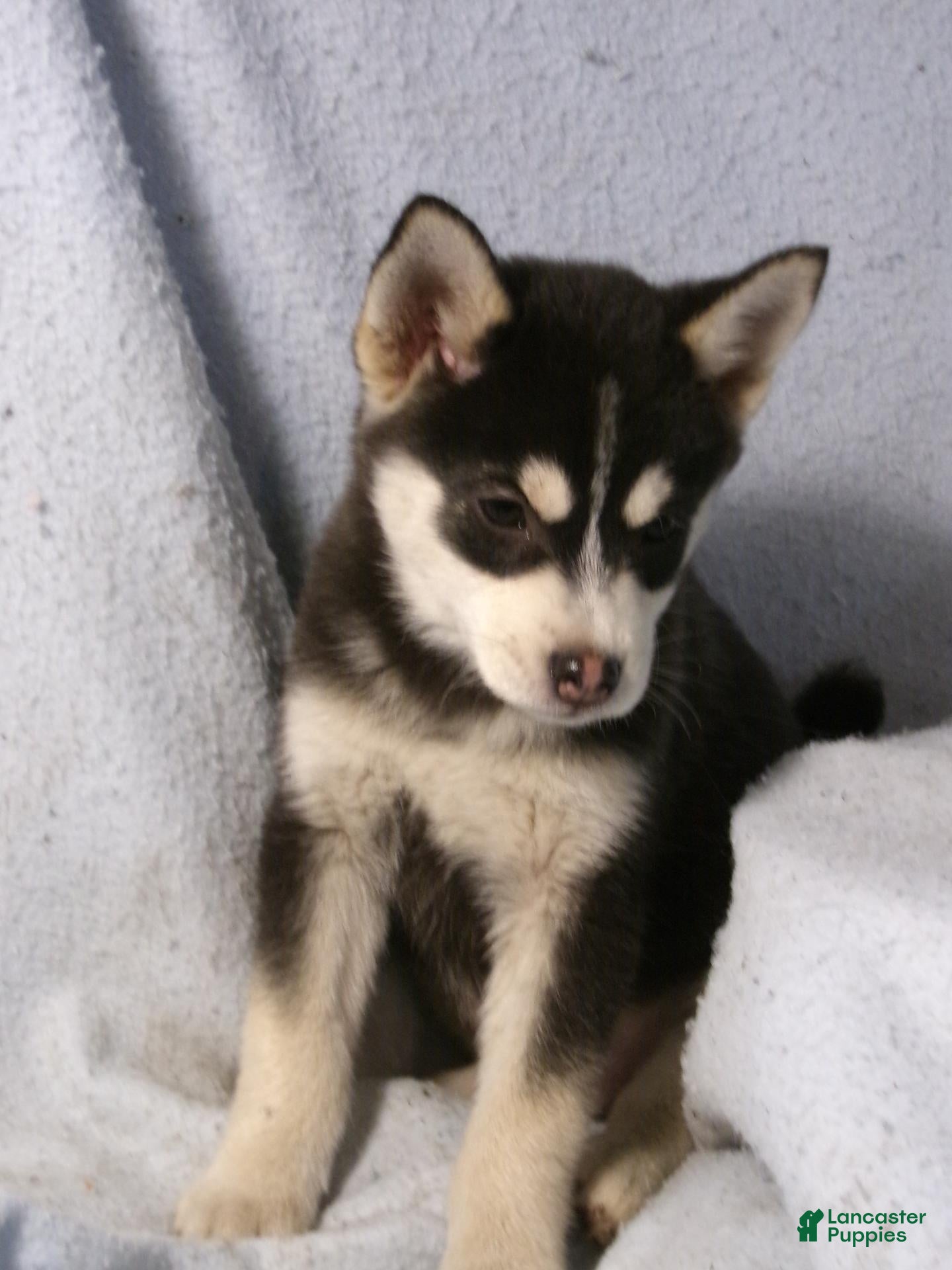 Pomsky dogs for sale: Peanut - Ad 2