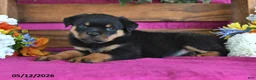 Rottweiler dogs for sale: Nellie - Ad 5