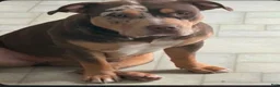American Bully dogs for sale: American Bully 7 - Ad 5