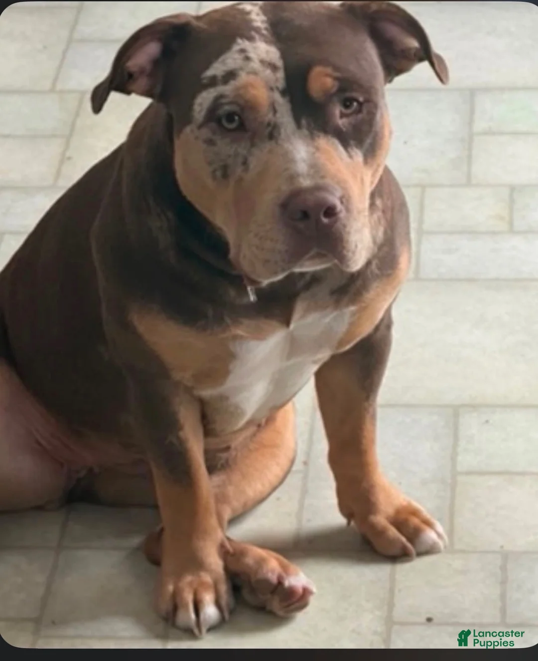 American Bully dogs for sale: American Bully 2 - Ad 2