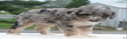 Toy Poodle dogs for sale: Dixie  - Ad 14