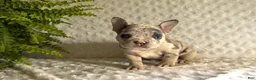 French Bulldog dogs for sale: Twinkle - Ad 3