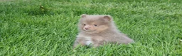 Pomeranian dogs for sale: Princess  - Ad 4