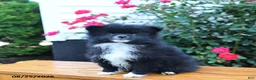 Pomeranian dogs for sale: Marky - Ad 5