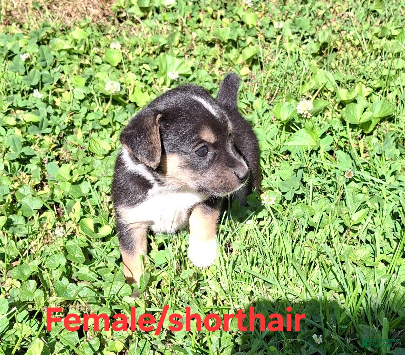 Mixed Breed dogs Mixed Breed Puppy 3 - Ad 2