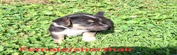 Mixed Breed dogs for sale: Mixed Breed Puppy 3 - Ad 1