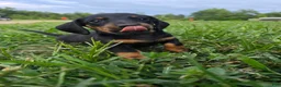 Miniature Dachshund dogs for sale: Miniature Dachshund 3 - Ad 3