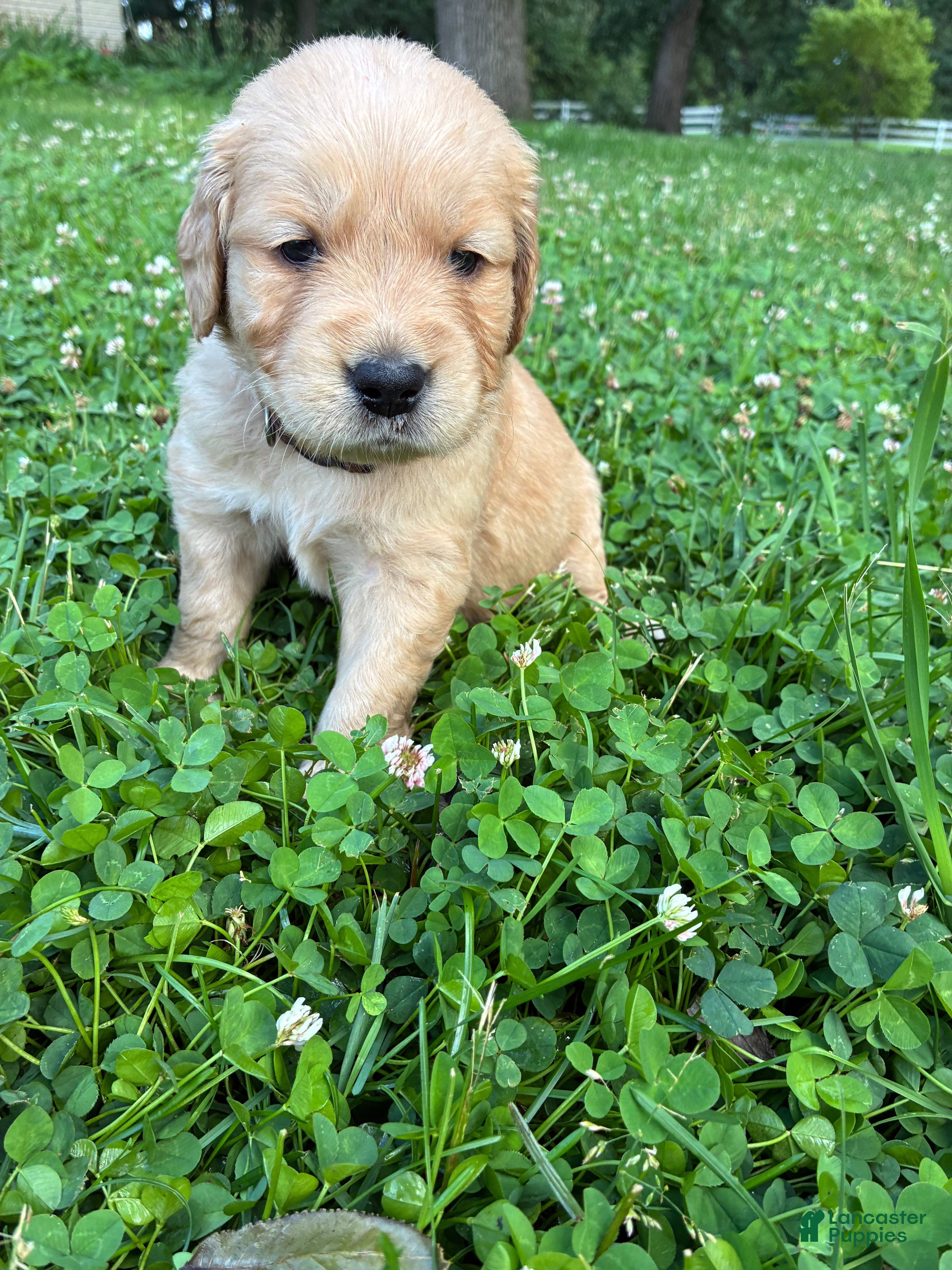 Golden Retriever dogs #11 Payback - Ad 1
