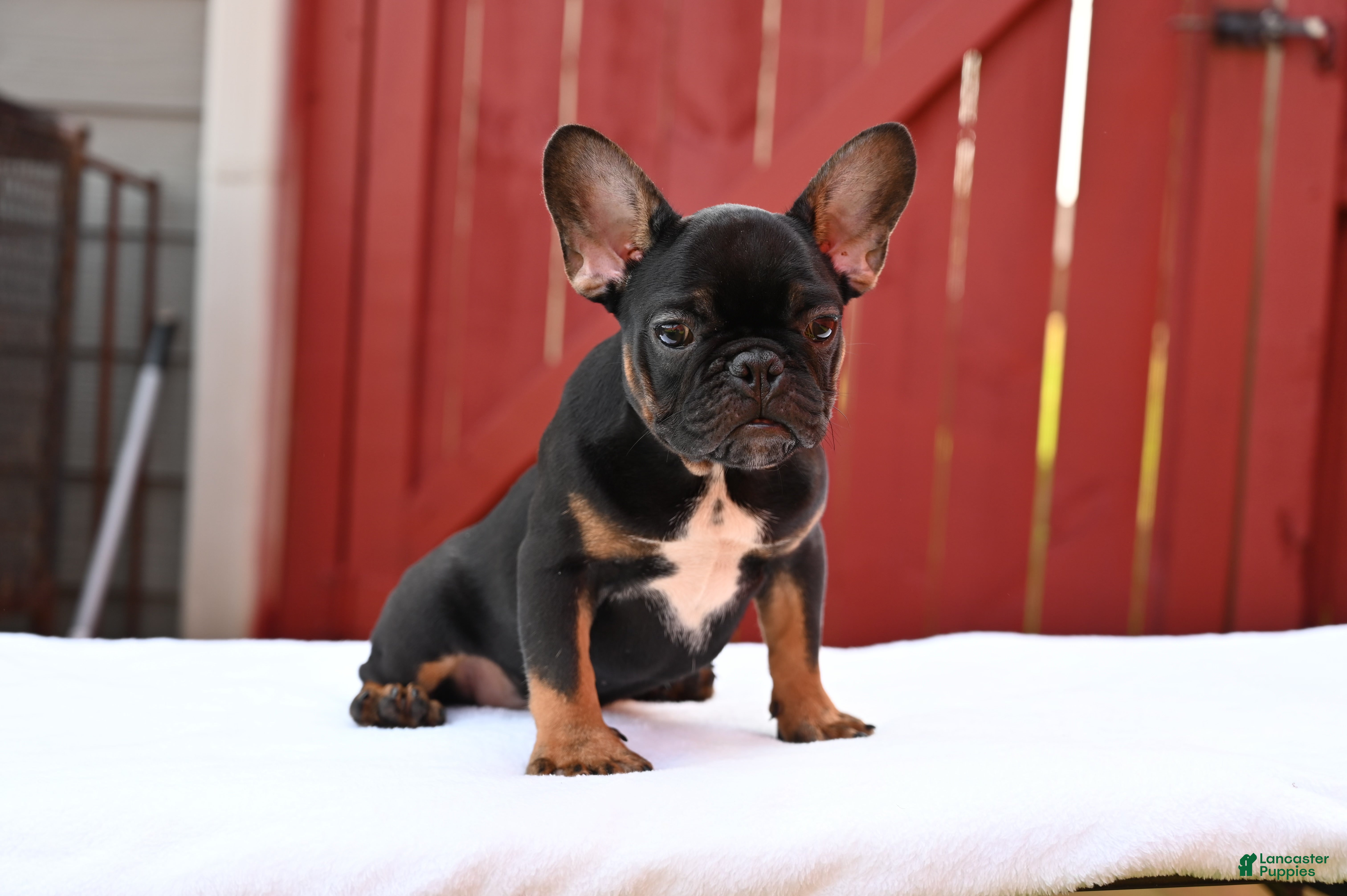 French Bulldog dogs Charlie - Ad 2