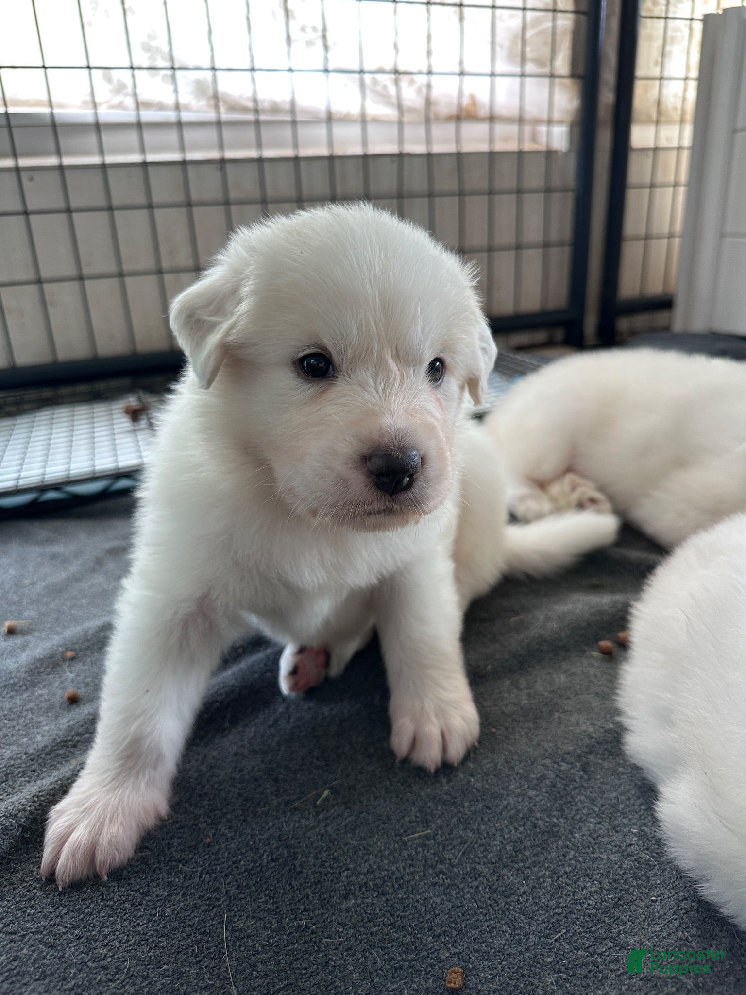 Great Pyrenees dogs Sesame - Ad 1