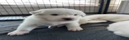 Great Pyrenees dogs for sale: AKC Sesame - Ad 2