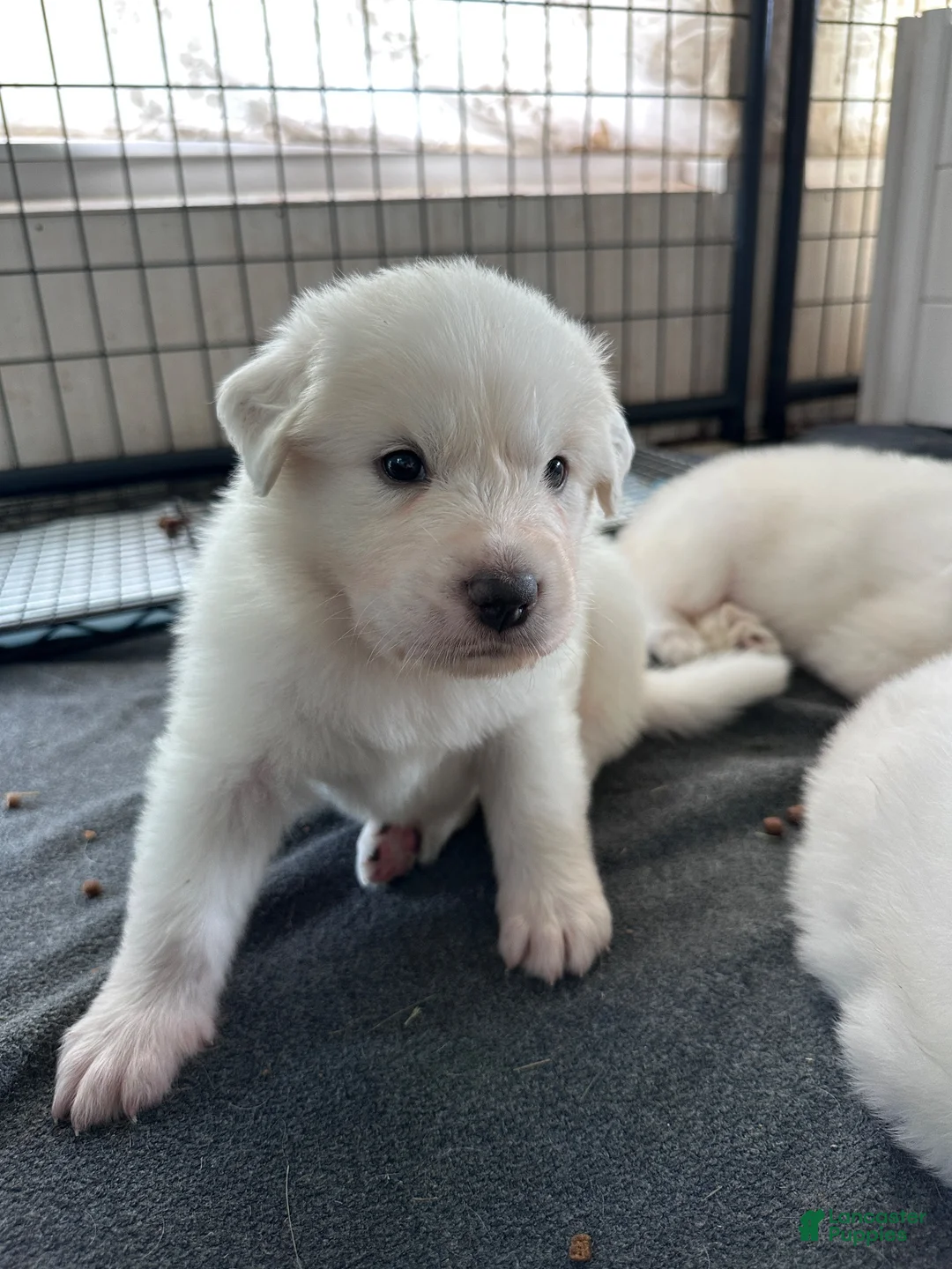 Great Pyrenees dogs for sale: AKC Sesame - Ad 2