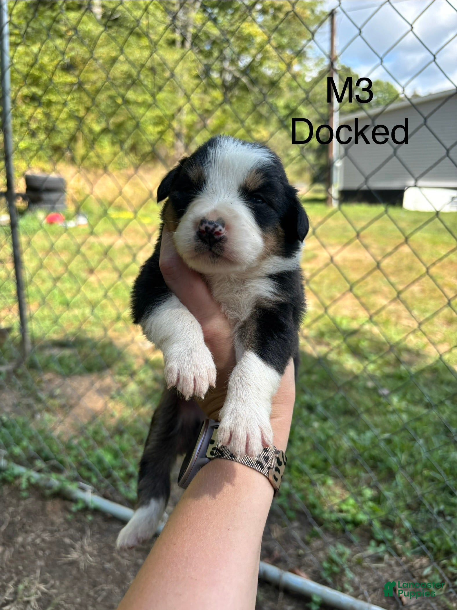 Mixed Breed dogs Mixed Breed 3 - Ad 1