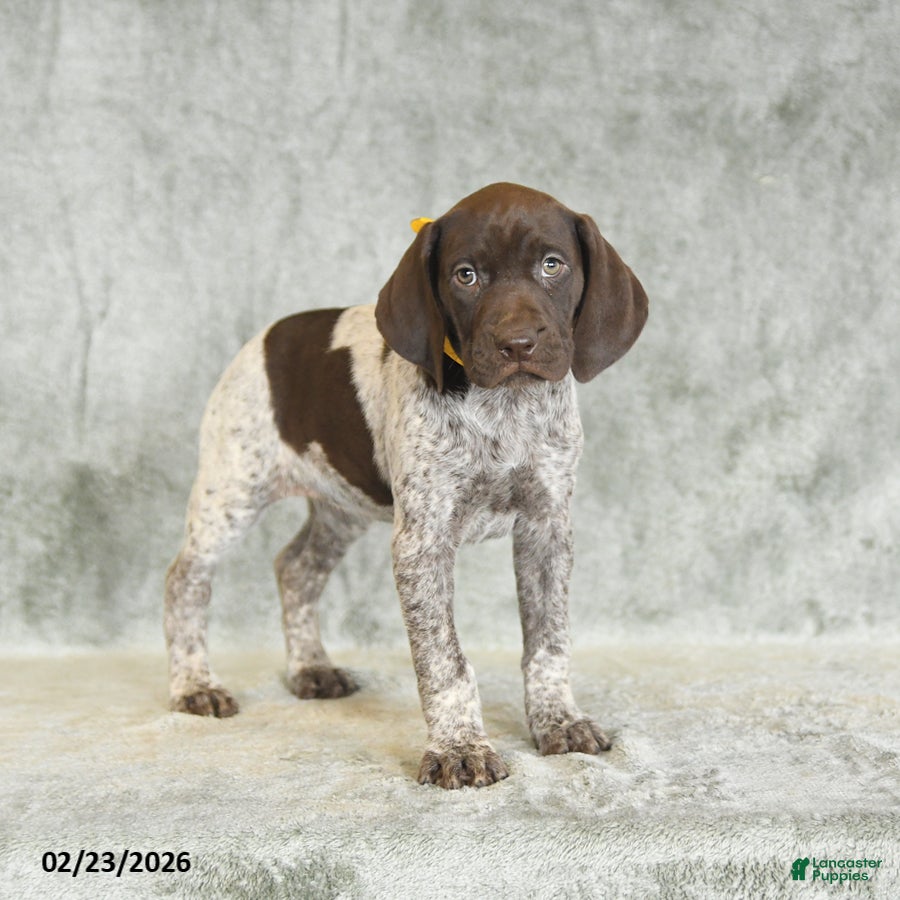 German Shorthaired Pointer dogs Beth - Ad 2