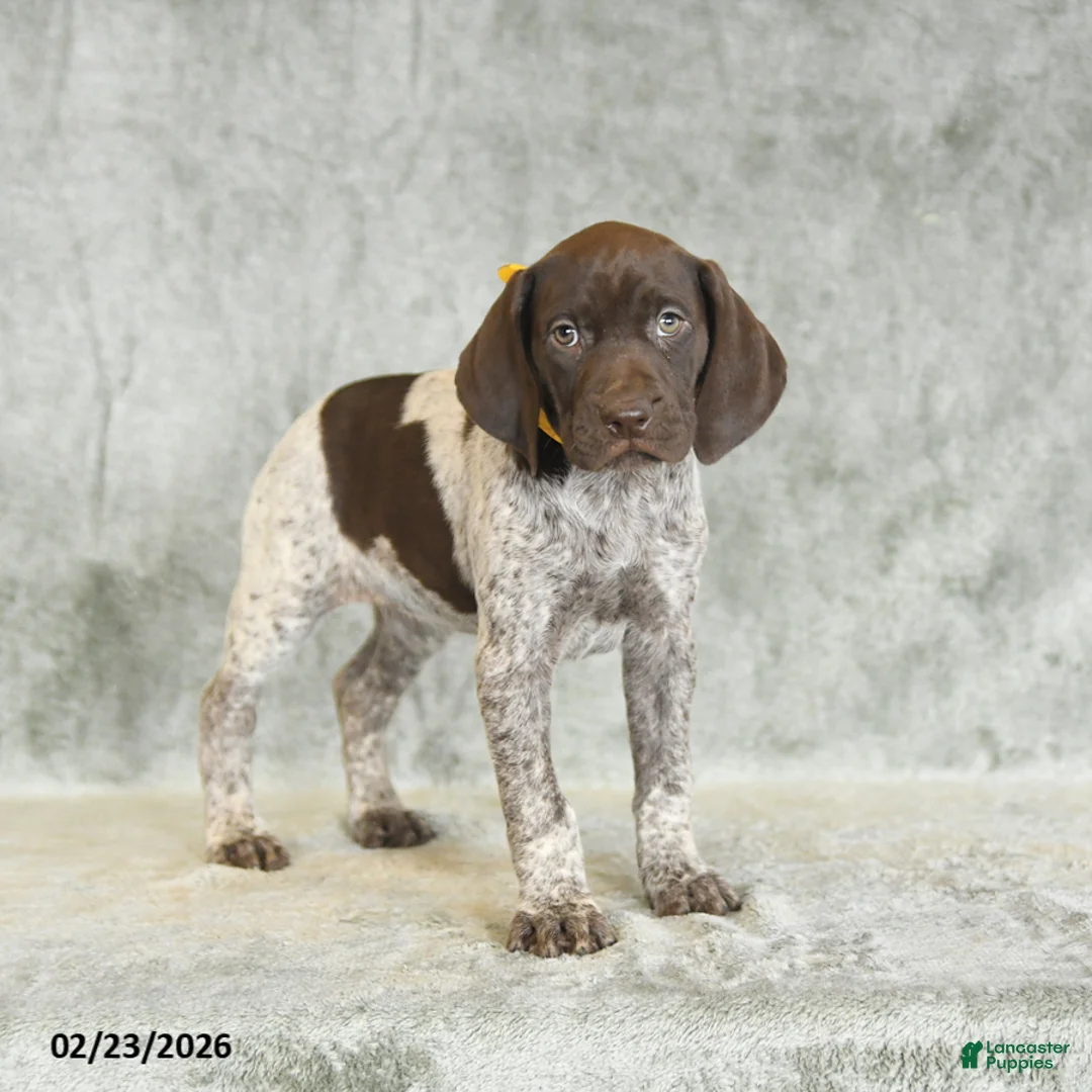 German Shorthaired Pointer dogs for sale: Beth - Ad 2