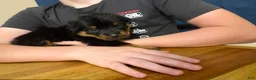 Rottweiler dogs for sale: Rottweiler Puppy 3 - Ad 1