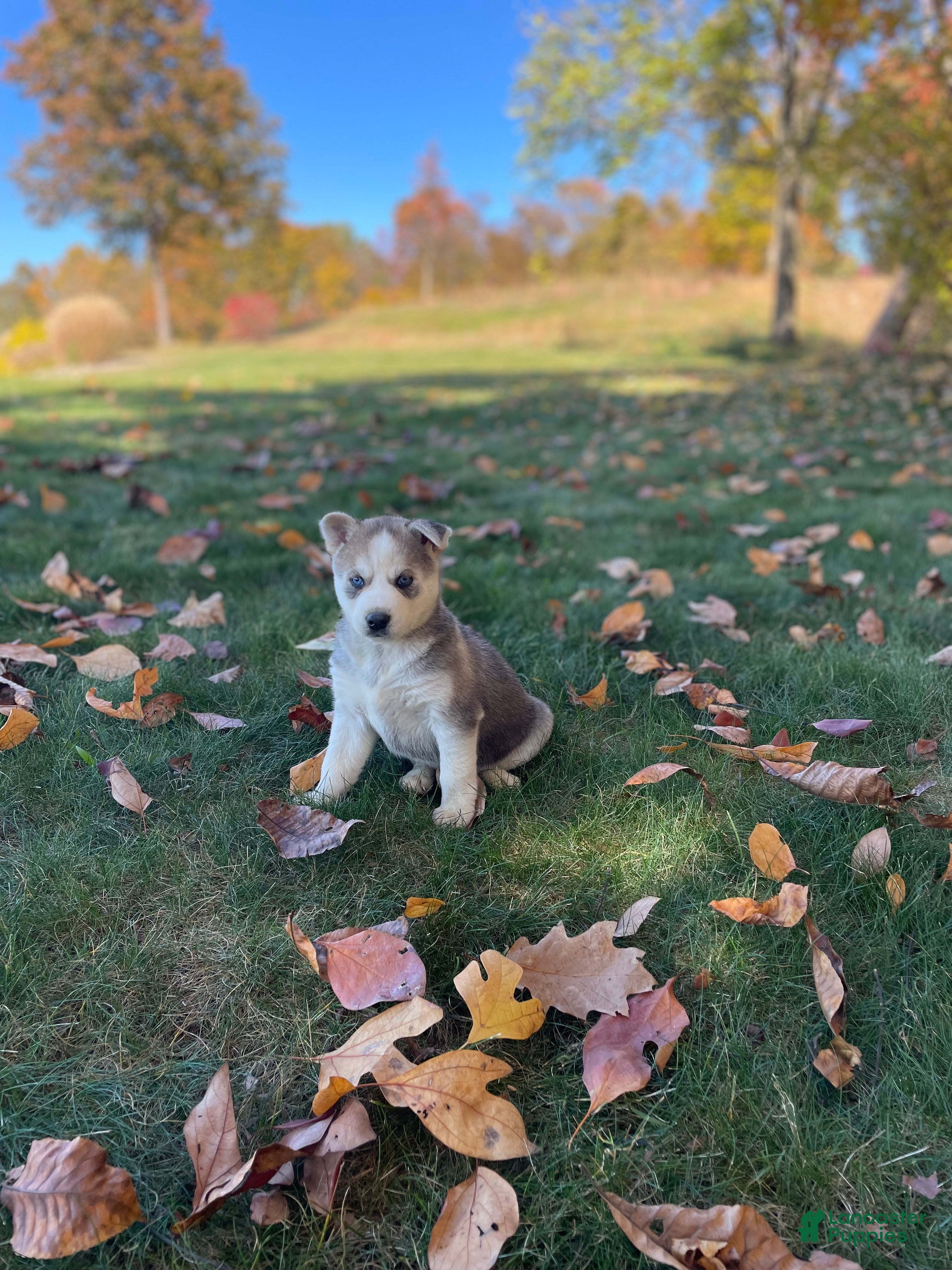 Gerberian Shepsky dogs for sale: Nova - Ad 1