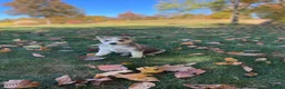 Gerberian Shepsky dogs for sale: Nova - Ad 1
