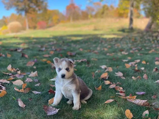 Gerberian Shepsky dogs for sale: Nova - Ad 1