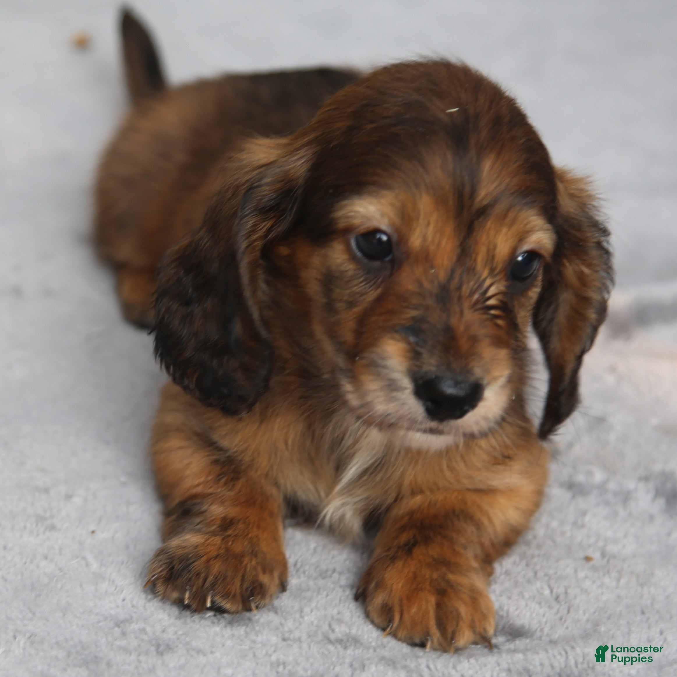 Dachshund dogs Red Brindle Longhair Small Standard - Ad 1