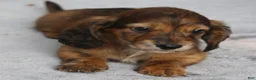 Dachshund dogs for sale: Red Brindle Longhair Small Standard - Ad 1