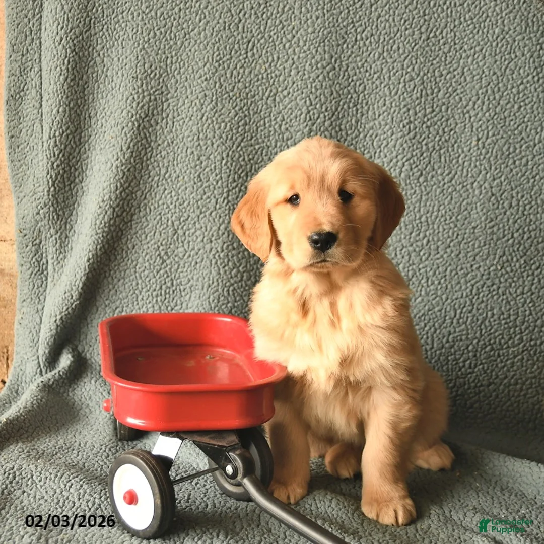 Golden Retriever dogs for sale: Kit  - Ad 1