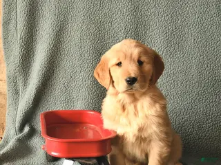 Golden Retriever dogs Kit - Ad 12
