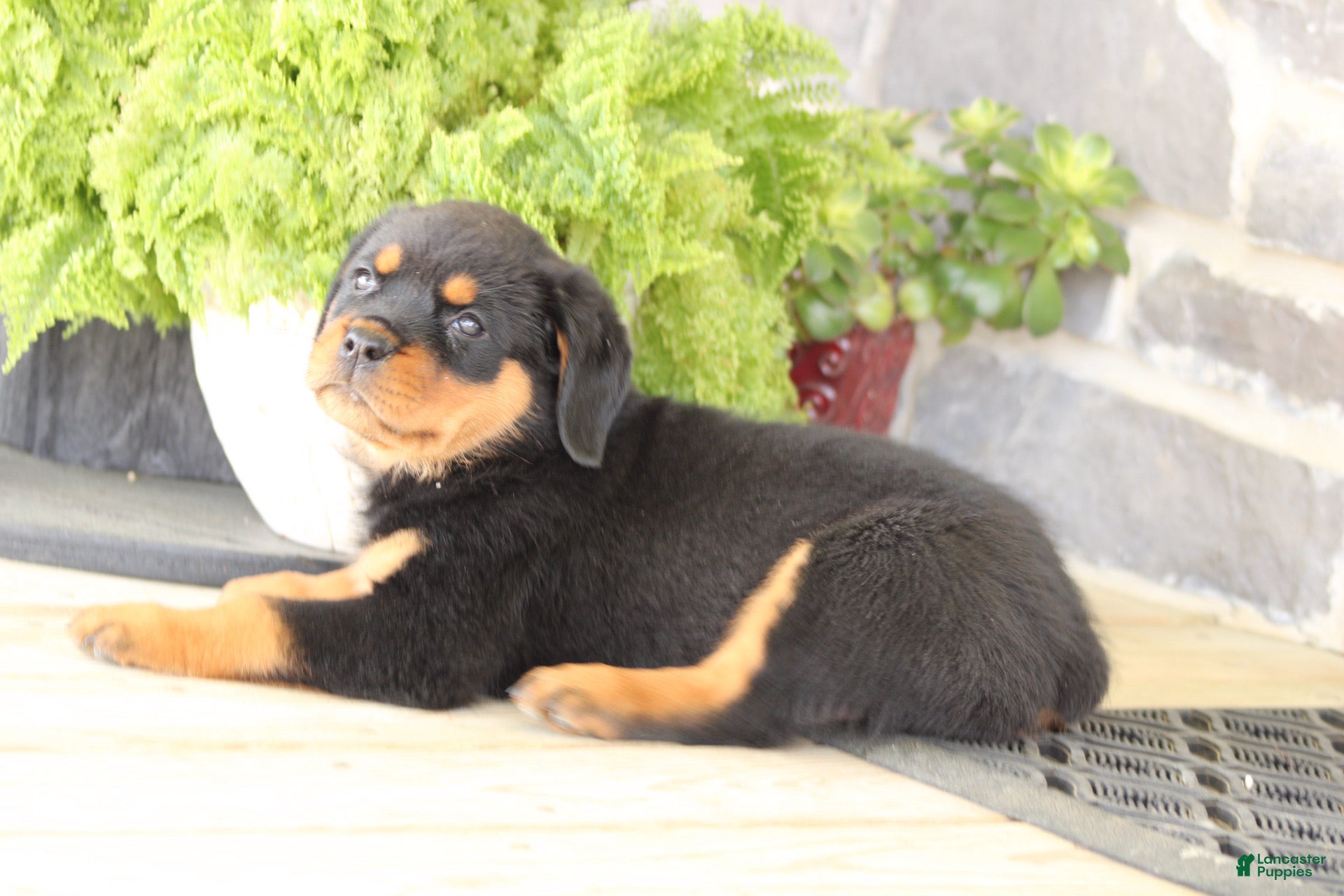Rottweiler dogs for sale: Danielle - Ad 3