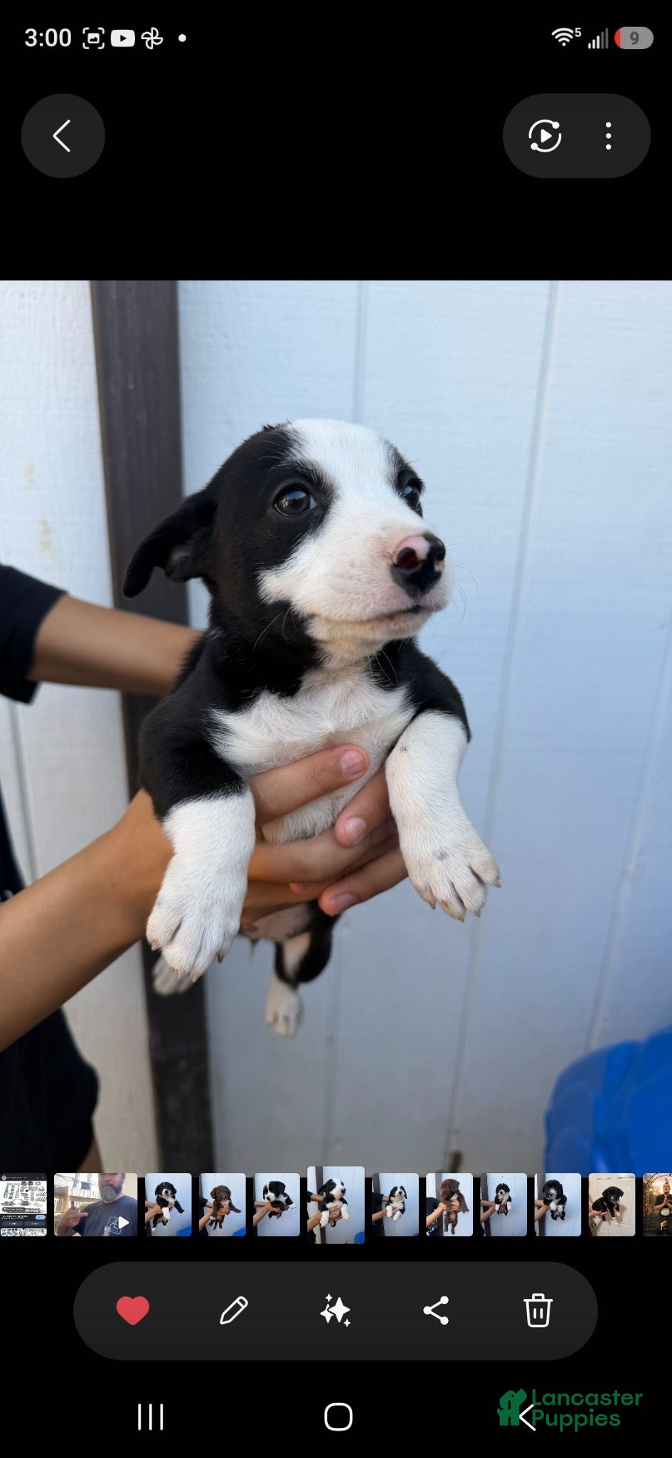 Mixed Breed dogs Mixed Breed 4 - Ad 23