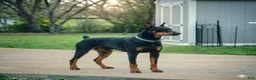 Doberman Pinscher dogs for sale: Doberman Pinscher Puppy 2 - Ad 7