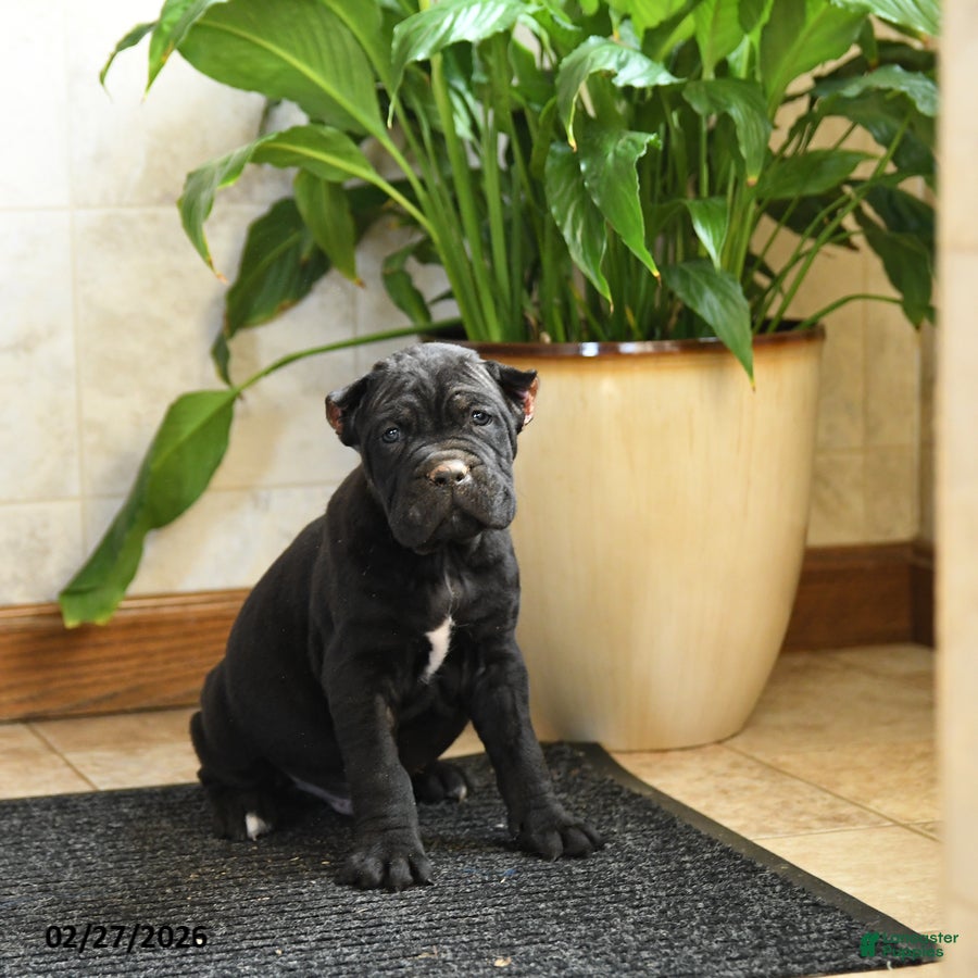Cane Corso dogs Yukon - Ad 1