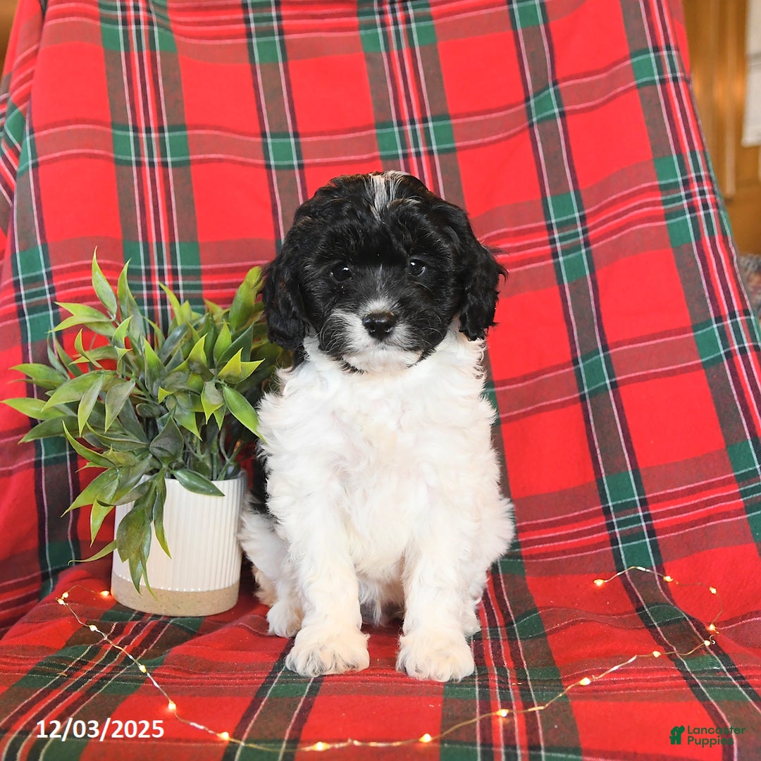 Cavapoo dogs for sale: Archie - Ad 4