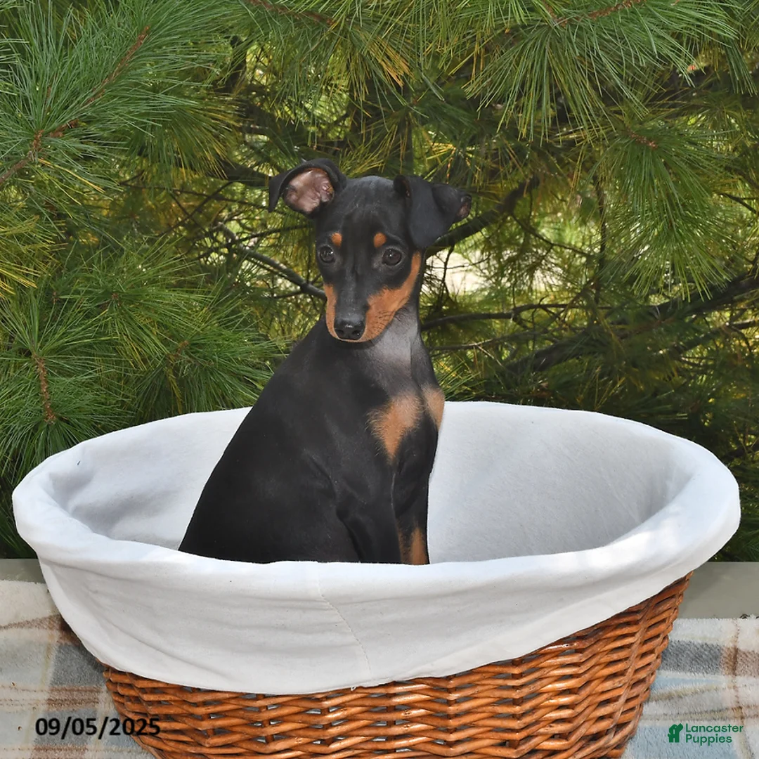Miniature Pinscher dogs for sale: Peanut - Ad 3