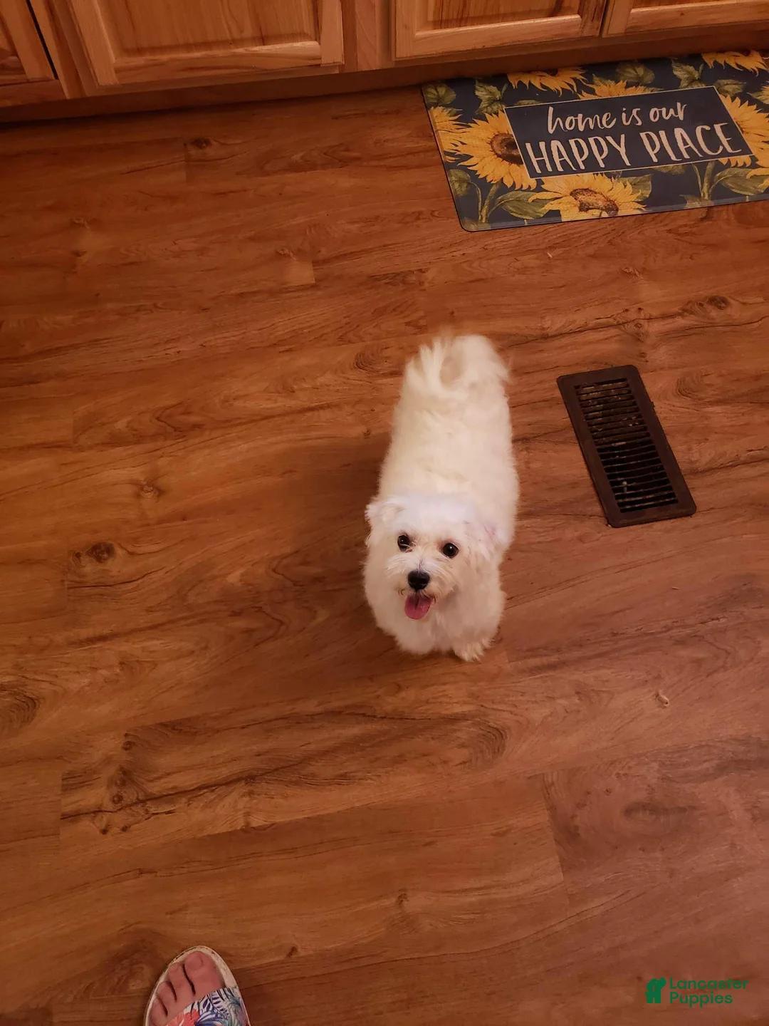 Maltese dogs for sale: Maltese Puppy 2 - Ad 10