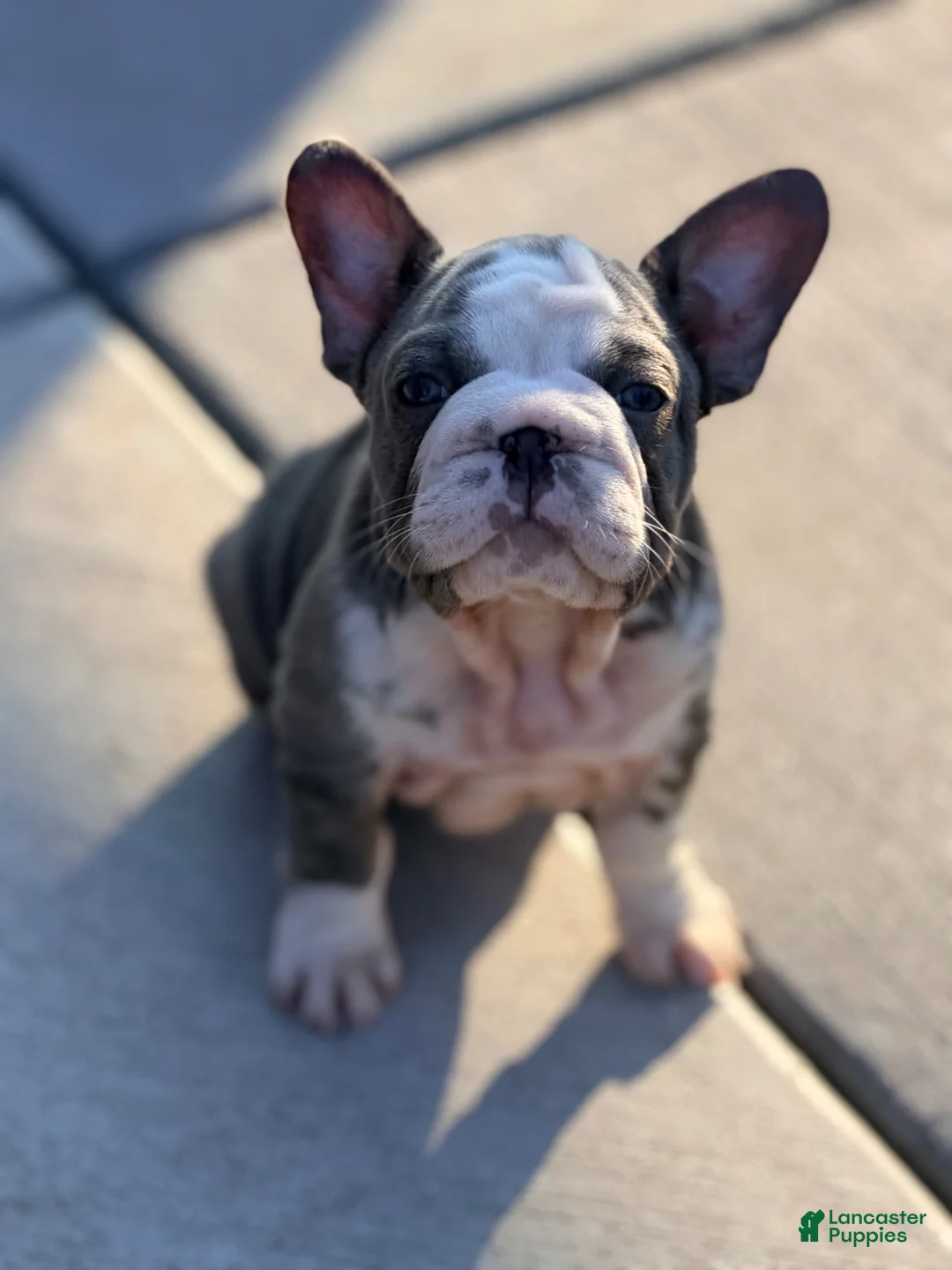 French Bulldog dogs for sale: Basil - Ad 1