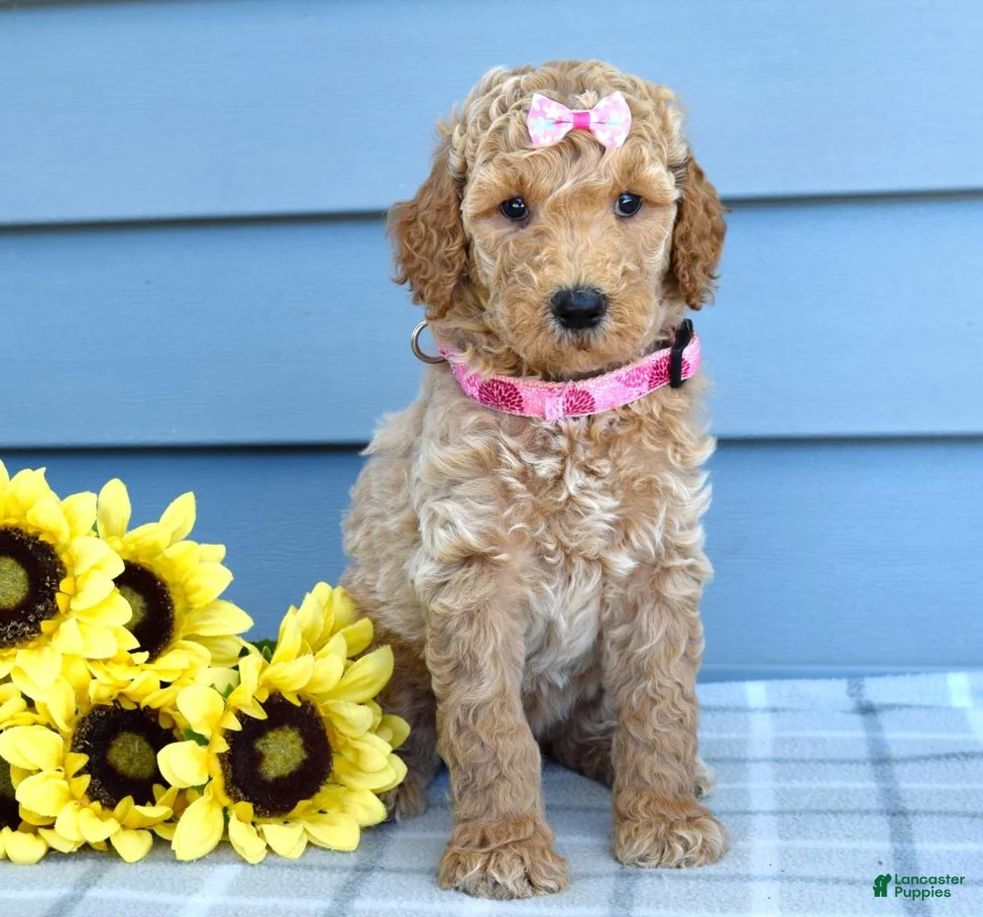Goldendoodle dogs for sale: Hazel - Ad 2